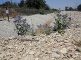 Solanum elaeagnifolium