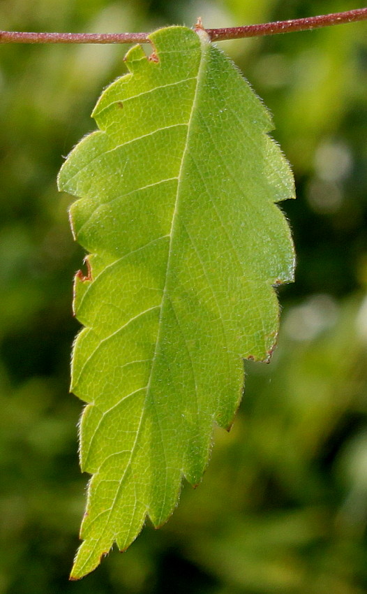 Изображение особи Zelkova carpinifolia.