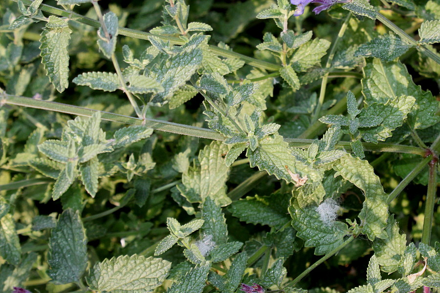 Image of Nepeta racemosa specimen.