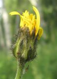 Crepis sibirica. Соцветие. Томская обл., окр. г. Томск, лесной луг. 12.07.2009.