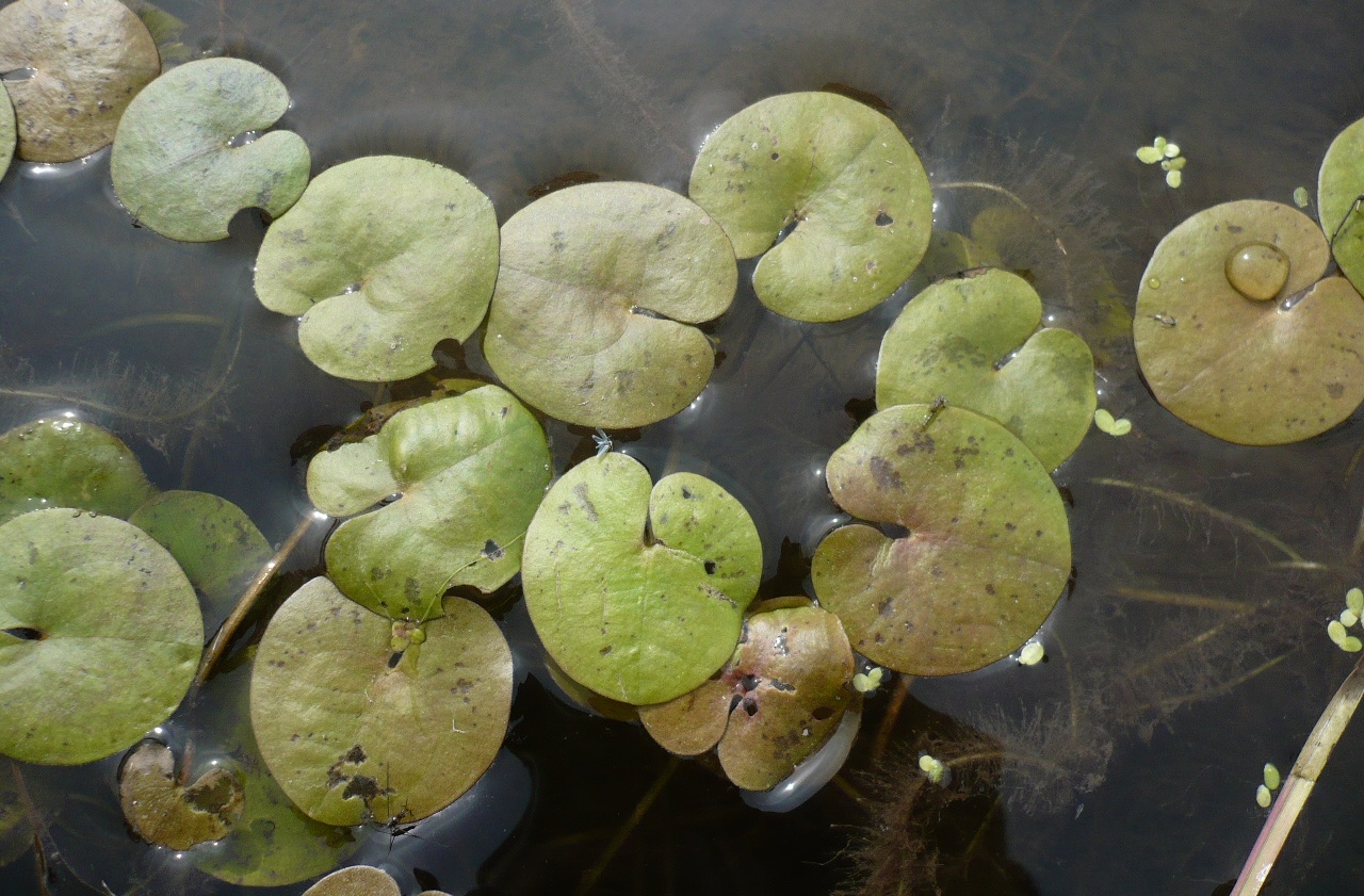 Image of Hydrocharis morsus-ranae specimen.