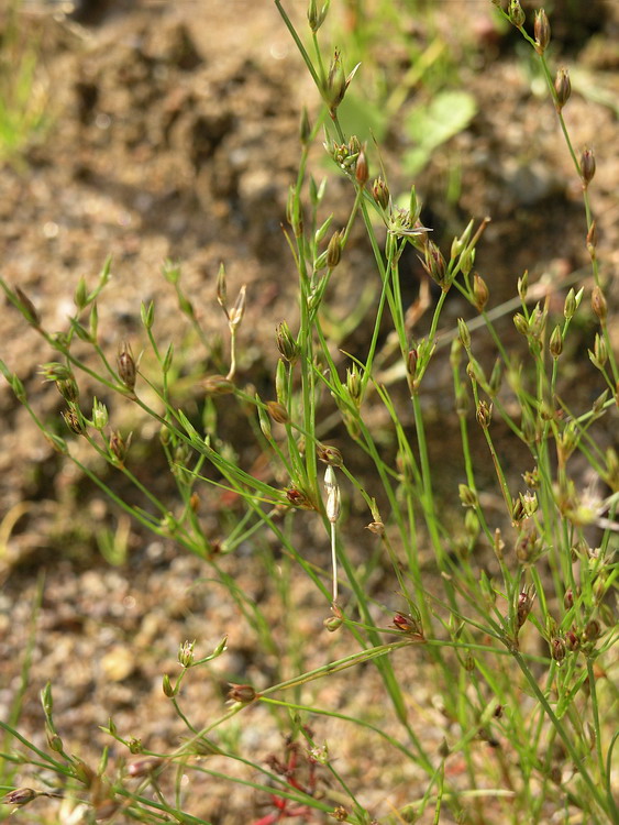 Image of Juncus bufonius specimen.