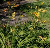 Hemerocallis middendorffii