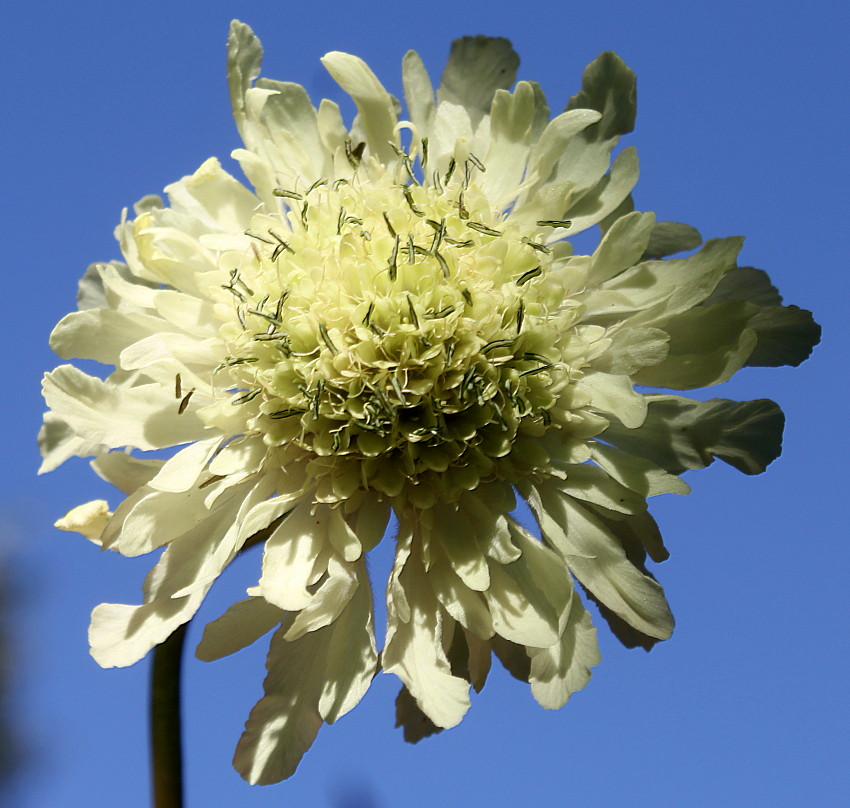 Image of Cephalaria gigantea specimen.