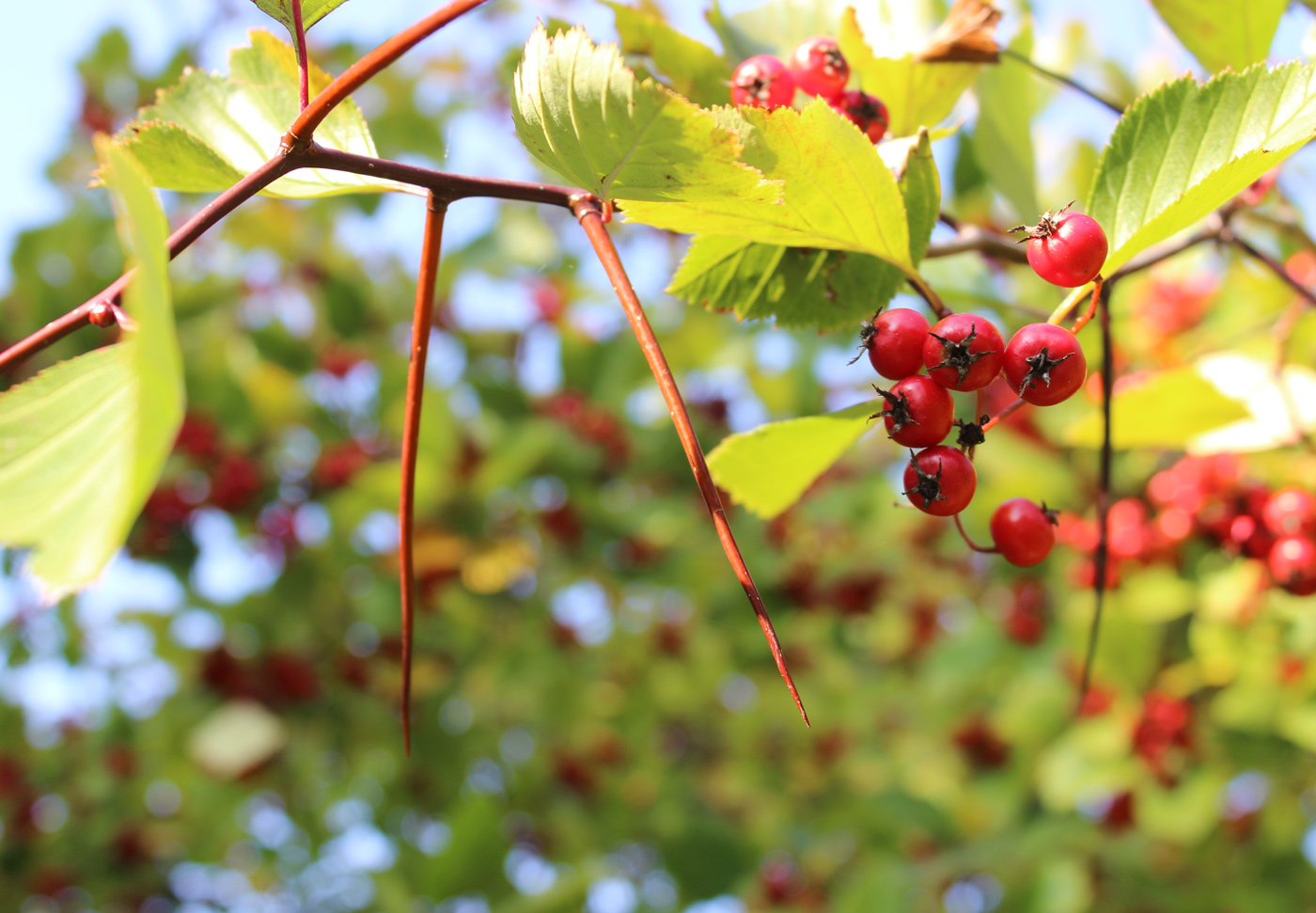 Изображение особи Crataegus chrysocarpa var. rotundifolia.