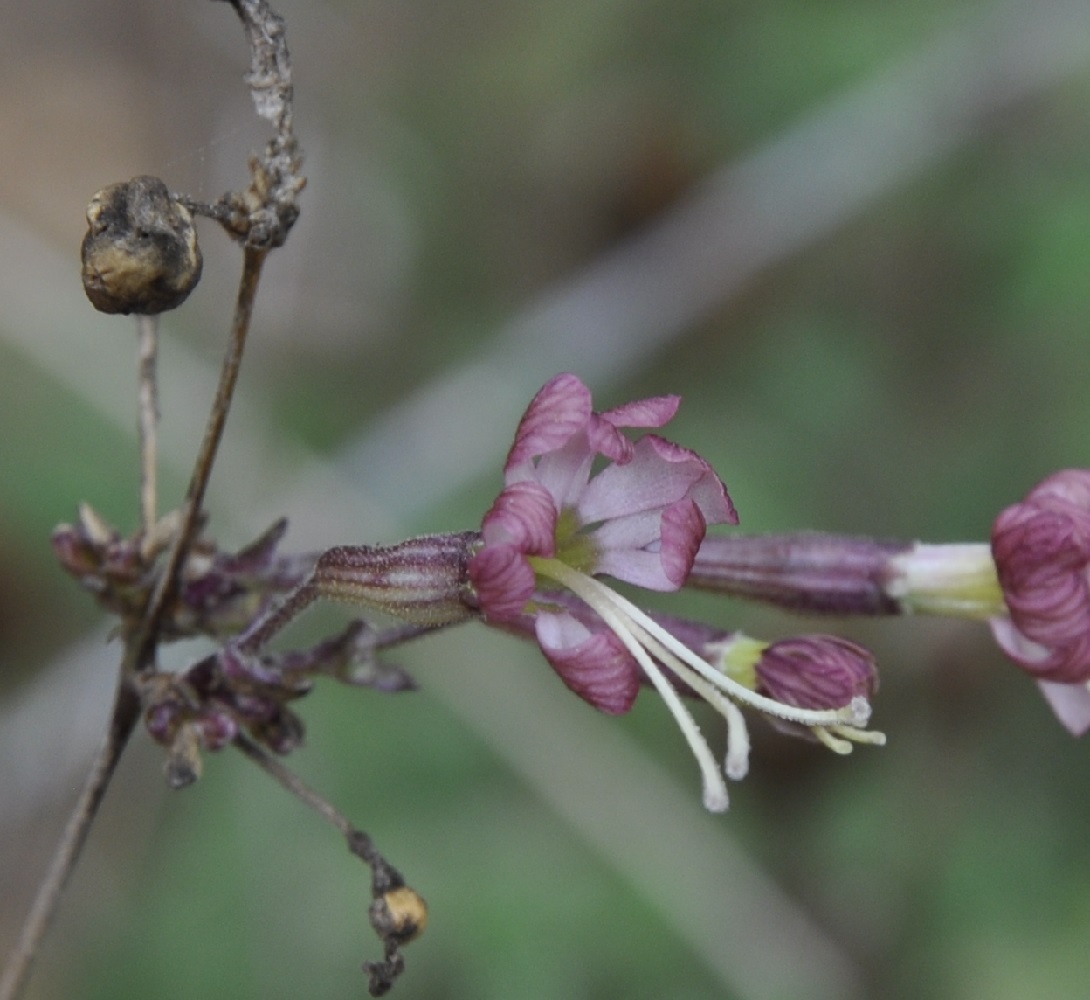 Image of genus Silene specimen.