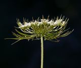 Daucus sativus. Соцветие. Московская обл., Раменский р-н, окр. дер. Хрипань, садовый участок. 15.07.2014.