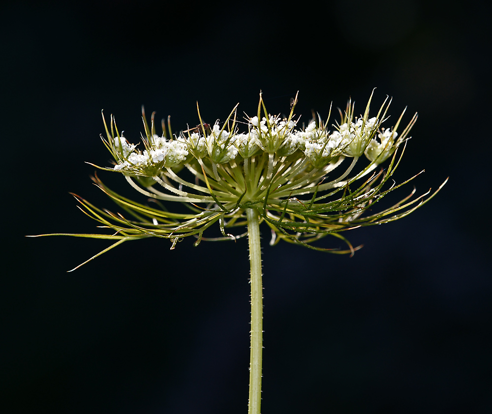 Изображение особи Daucus sativus.