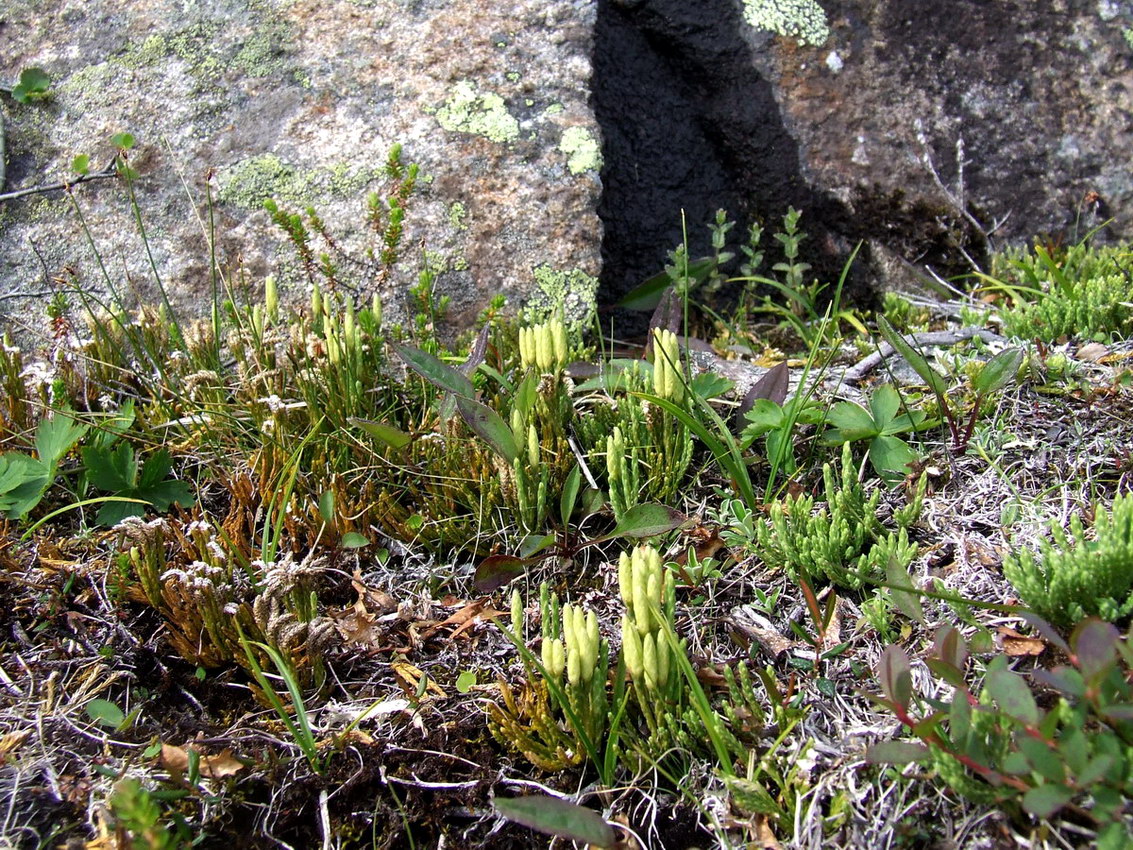 Image of Diphasiastrum montellii specimen.