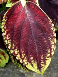 Coleus scutellarioides