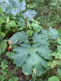 Heracleum sibiricum. Нижняя часть растения. Челябинская обл., окр. г. Челябинск, Золотая горка, разнотравная поляна. 30.06.2014.