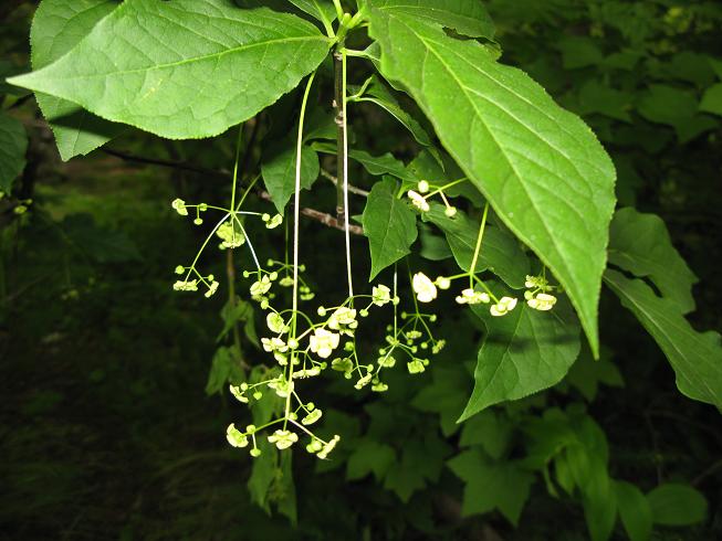 Image of Euonymus planipes specimen.