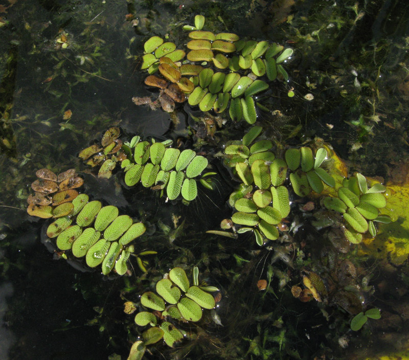 Image of Salvinia natans specimen.