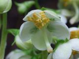 Pyrola japonica