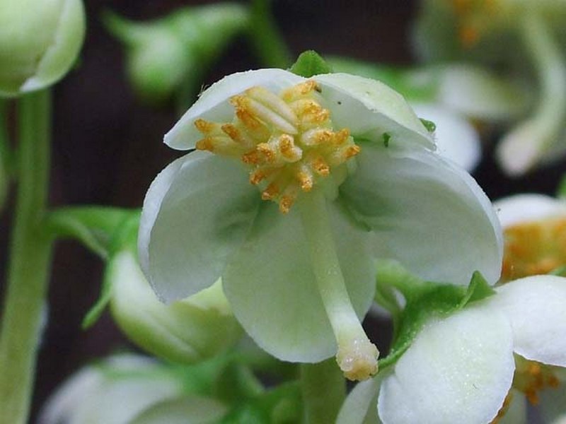 Image of Pyrola japonica specimen.