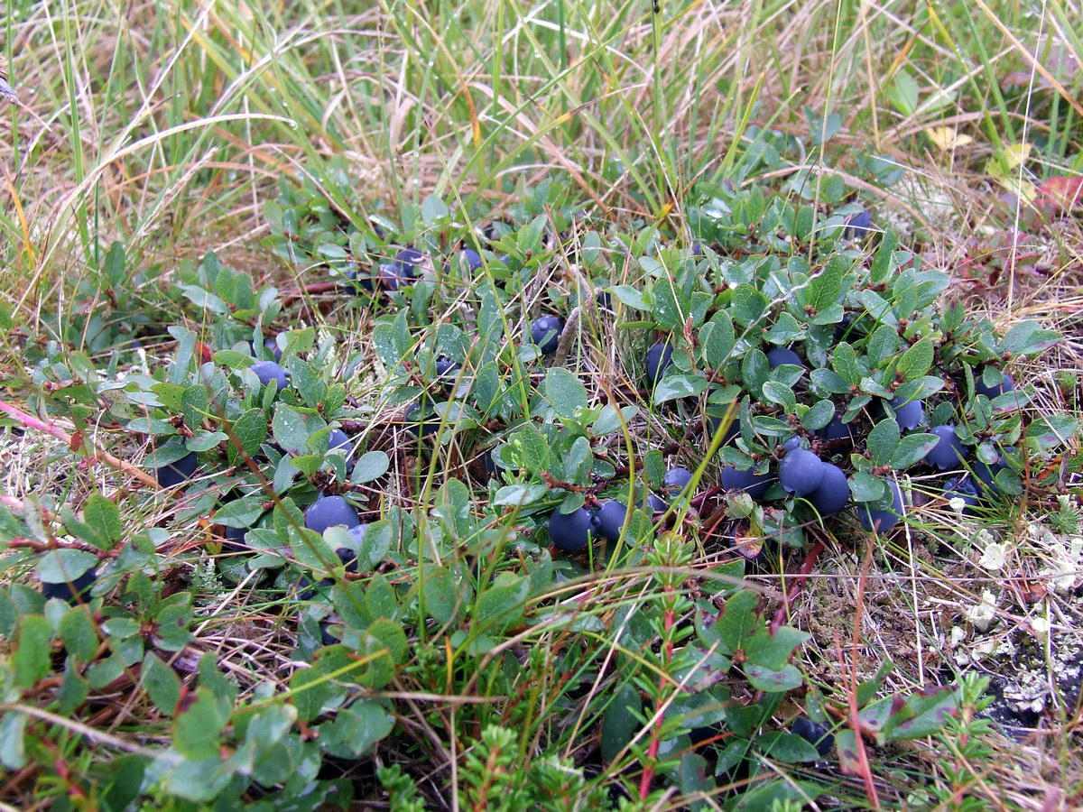 Изображение особи Vaccinium uliginosum ssp. microphyllum.