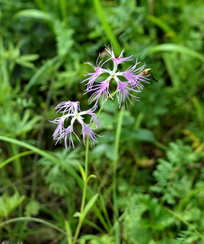 Изображение особи Dianthus superbus.