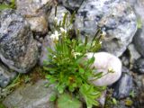 Cardamine bellidifolia