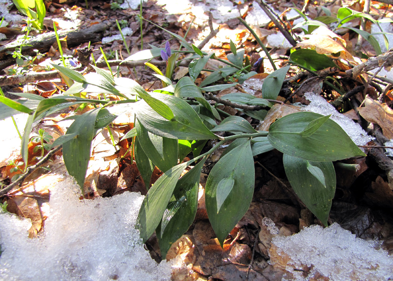 Изображение особи Ruscus hypoglossum.