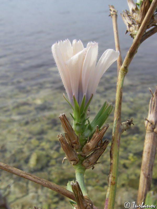 Image of Cichorium intybus specimen.