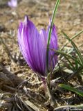 Crocus pallasii