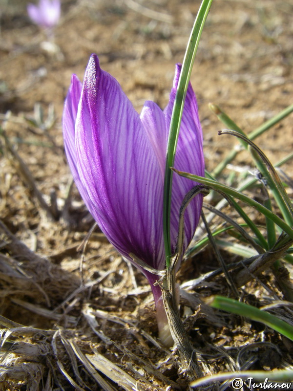 Image of Crocus pallasii specimen.