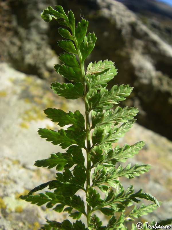 Image of Asplenium billotii specimen.