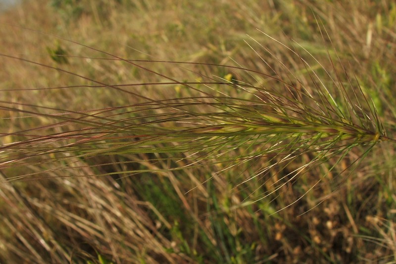 Изображение особи Taeniatherum asperum.