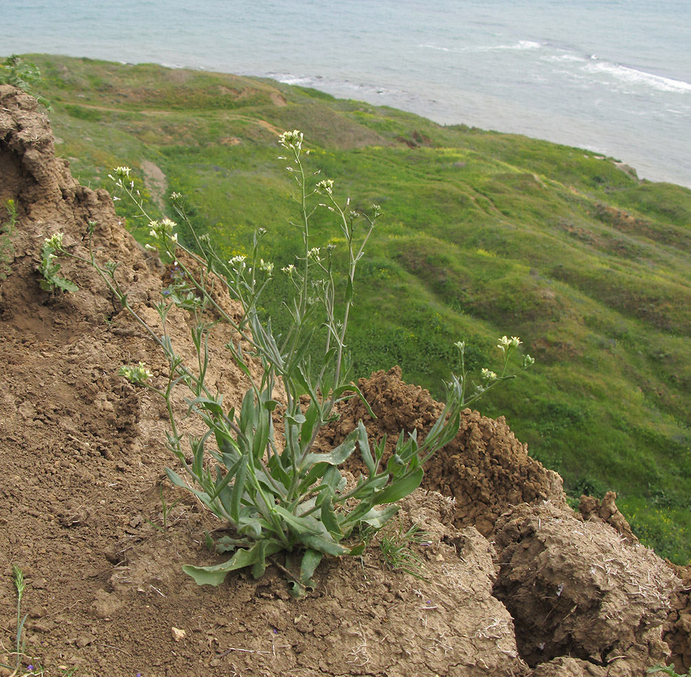 Image of Camelina pilosa specimen.