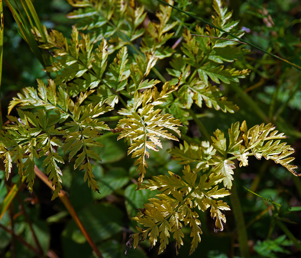 Изображение особи Anthriscus sylvestris.