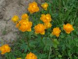 Trollius asiaticus. Верхушки цветущих растений. Иркутская обл., Шелеховский р-н, окр. пос. Большой Луг. 13.06.2014.