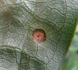 Arum subspecies albispathum