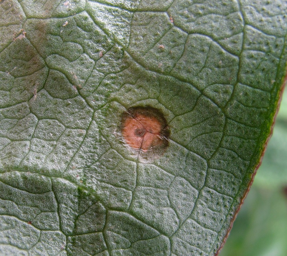 Изображение особи Arum italicum ssp. albispathum.