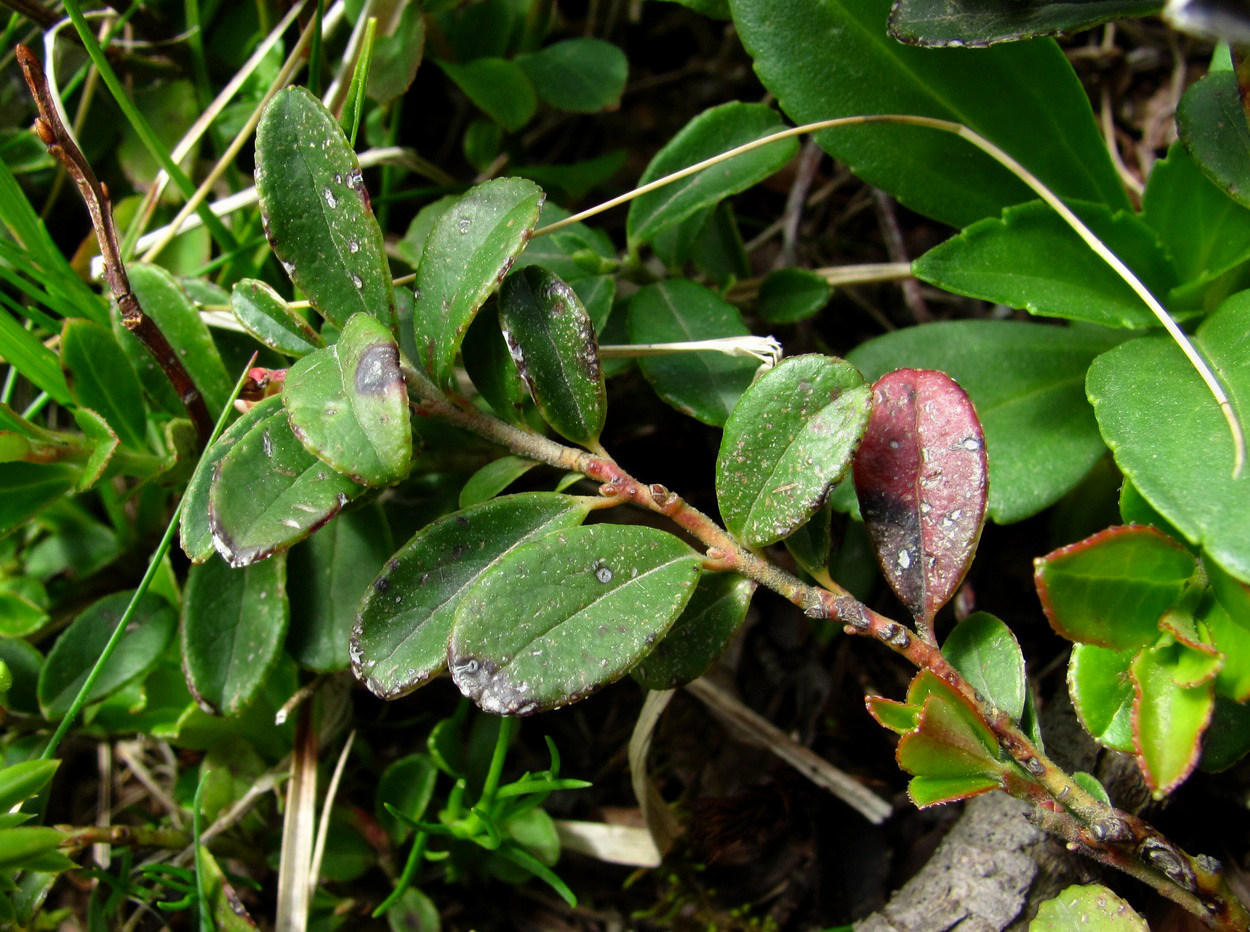 Image of Vaccinium vitis-idaea specimen.