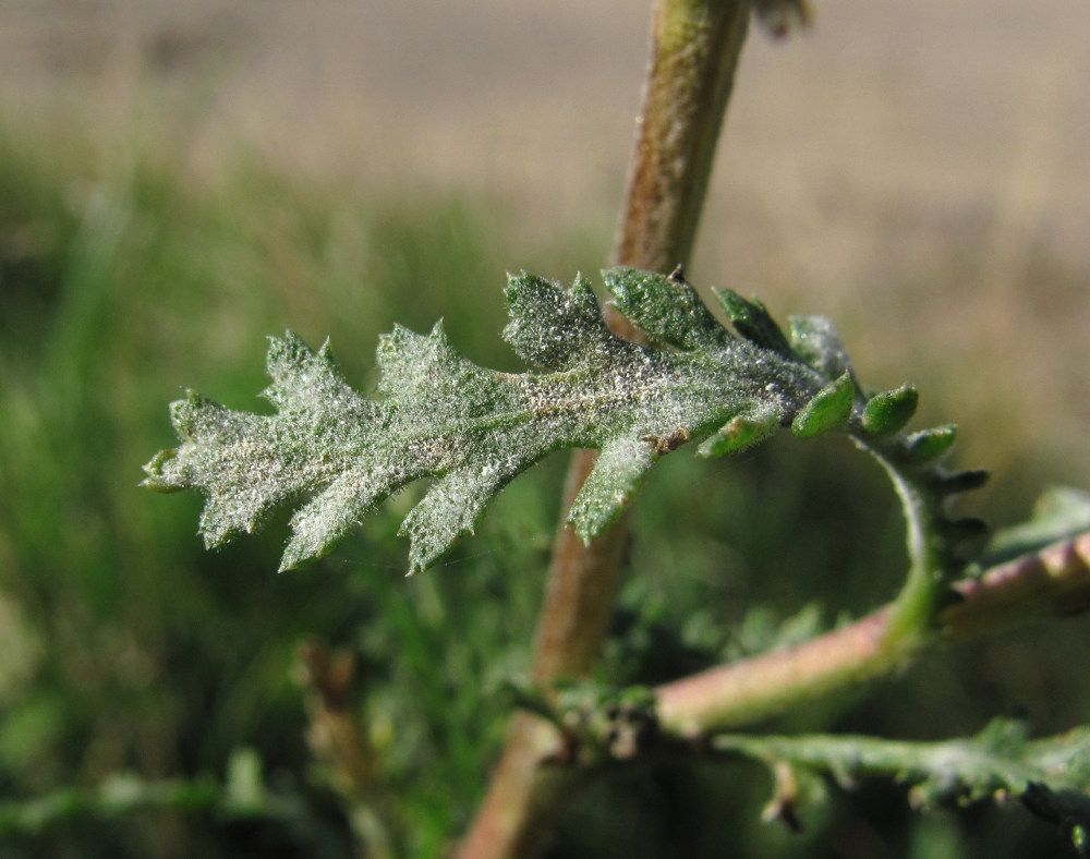 Image of Achillea millefolium specimen.