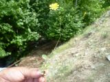 Crepis pulchra ssp. turkestanica