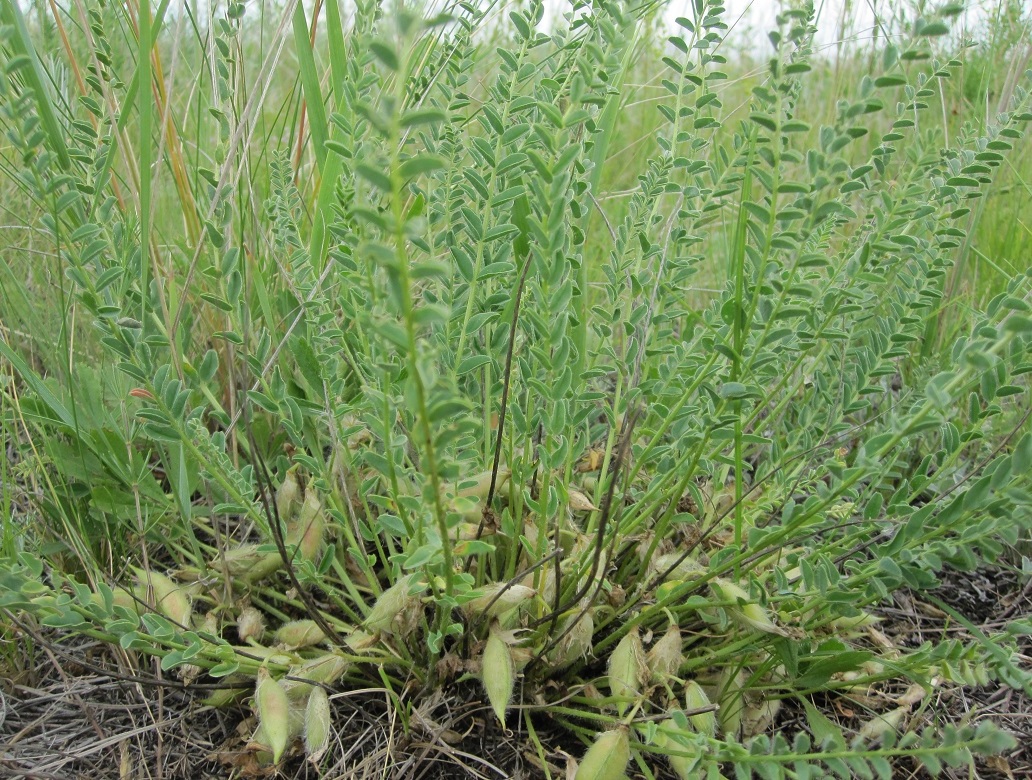 Изображение особи Astragalus buchtormensis.