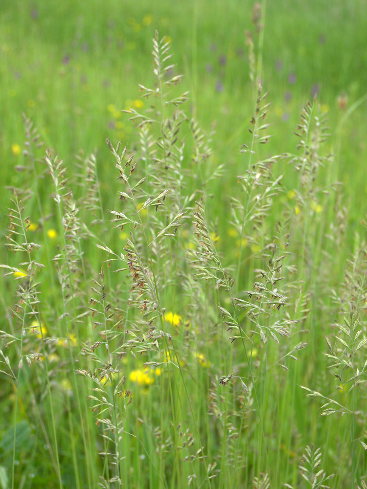 Image of Festuca elbrusica specimen.