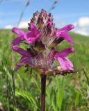 Pedicularis caucasica. Верхушка побега с соцветием. Адыгея, Кавказский биосферный заповедник, склон горы Абадзеш, ≈ 2200 м н.у.м., альпийский луг. 28.06.2015.