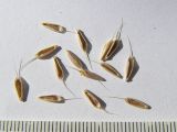 Bromus hordeaceus