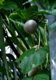 Dioscorea bulbifera. Часть побега с воздушным клубеньком. Андаманские острова, остров Нил, в поселке. 03.01.2015.