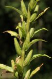 Oenothera biennis. Часть соплодия. Калужская обл., окр. пос. Думиничи, олуговелая вырубка. 24.08.2009.