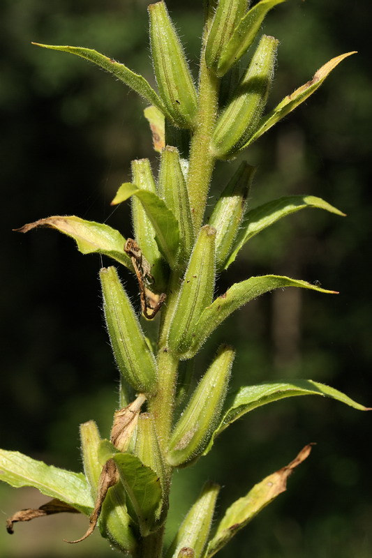 Изображение особи Oenothera biennis.