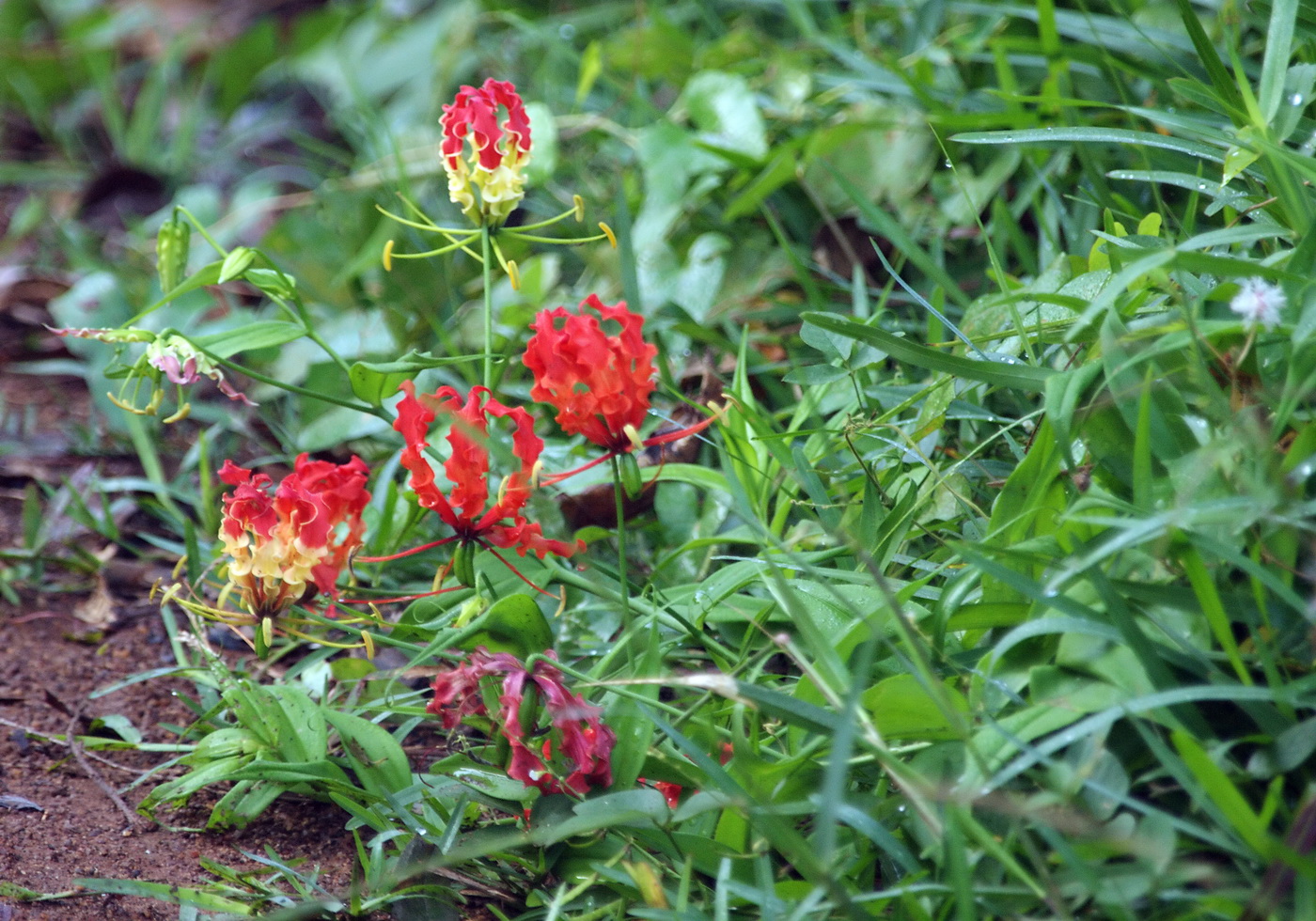 Image of Gloriosa superba specimen.