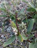 Salix glauca