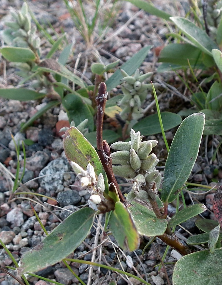 Изображение особи Salix glauca.