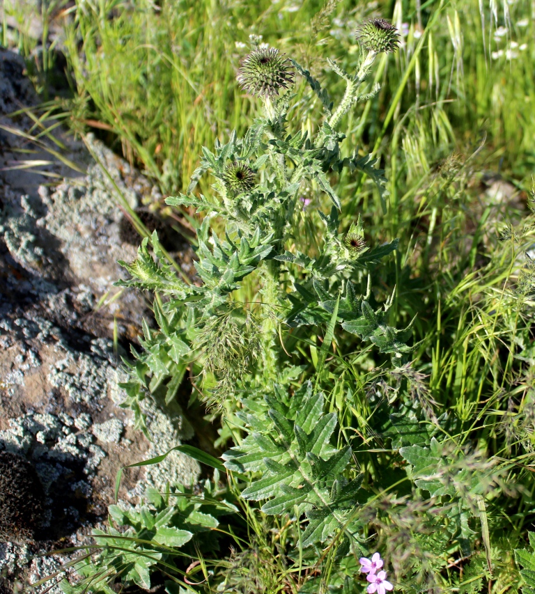 Image of Carduus transcaspicus specimen.