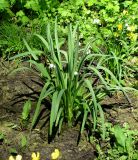 Leucojum aestivum