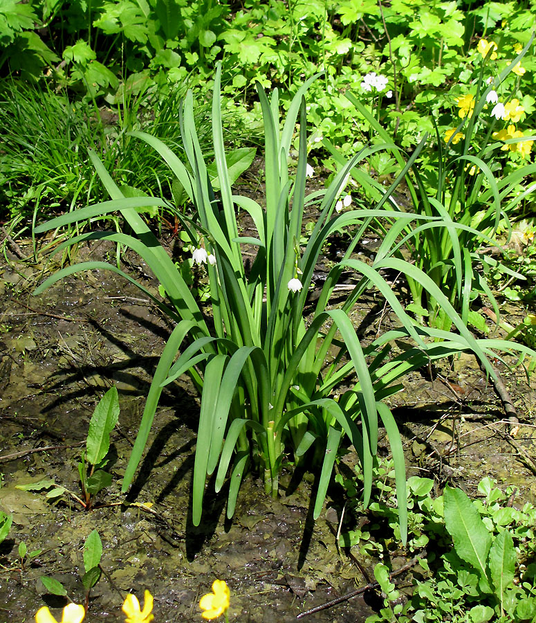 Image of Leucojum aestivum specimen.