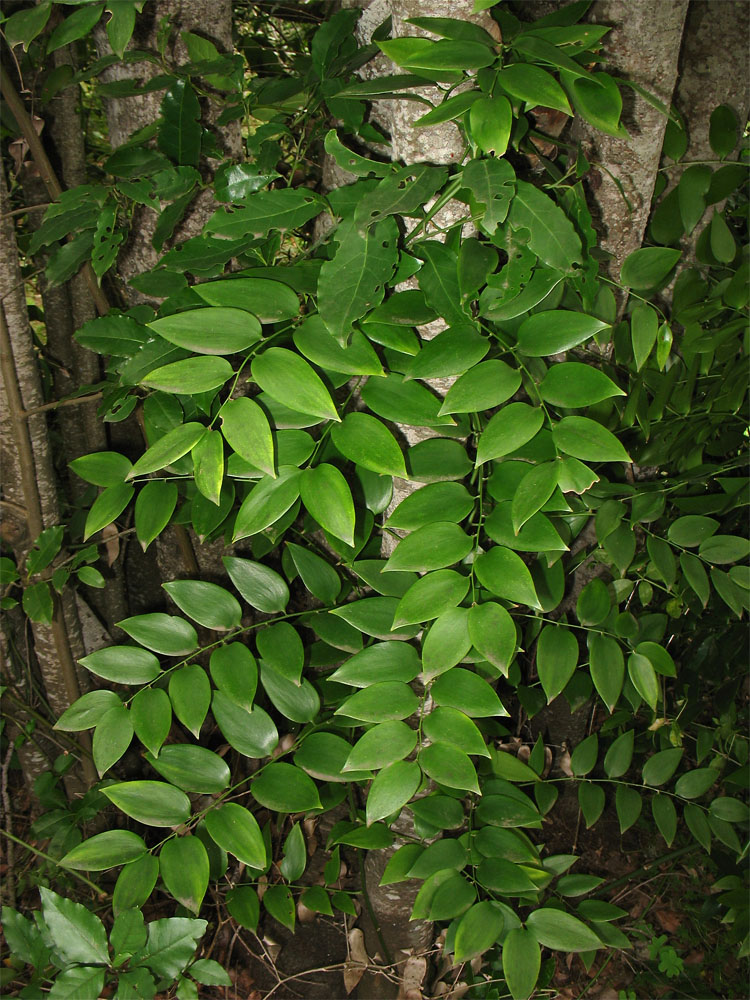 Image of Semele androgyna var. gayae specimen.